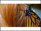 butterfly clinging to hair