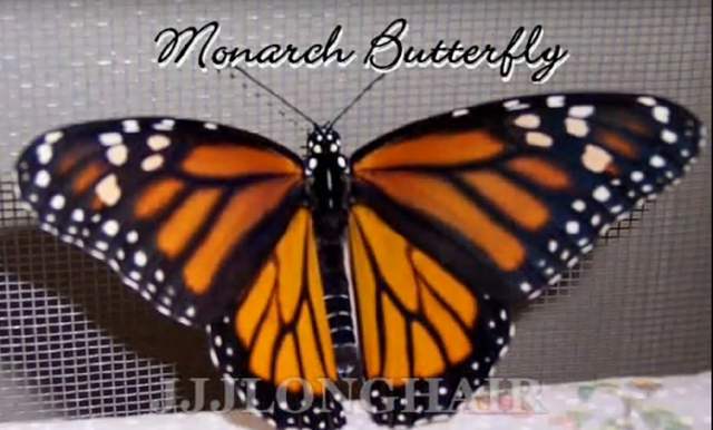 female Monarch