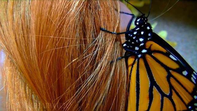 butterfly clinging to hair