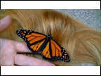 btrfly blnd hair 2021 in hand
