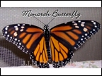 female Monarch