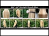 56 inch blonde hair