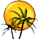 palm